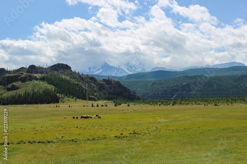 Mountain landscape green meadow cow clouds