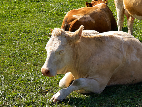 Cows grazing on a green field meadow