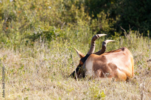 Sleepy - Red Harte-beest - Alcelaphus buselaphus caama photo