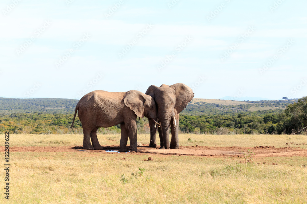Your my Mate - African Bush Elephant
