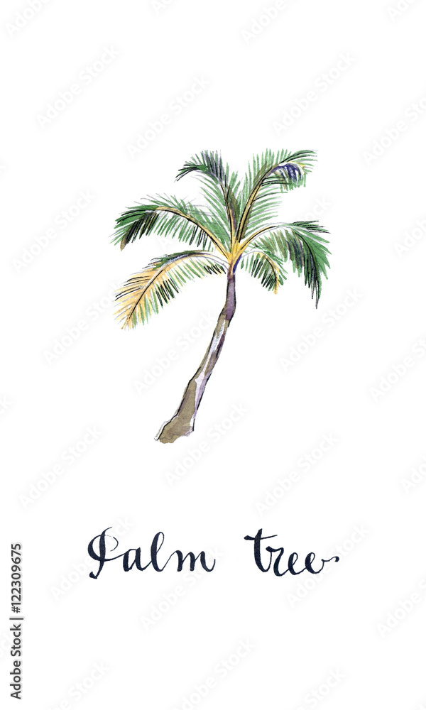 Fototapeta premium Coconut palm tree