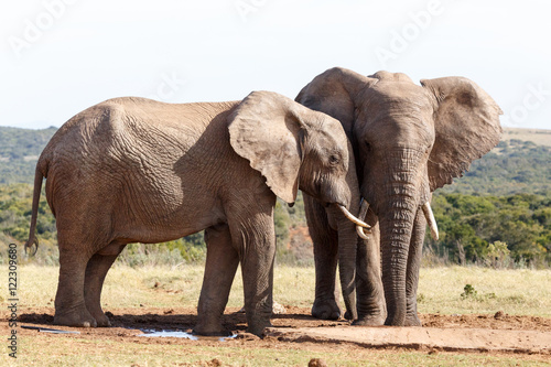 In Love - African Bush Elephant