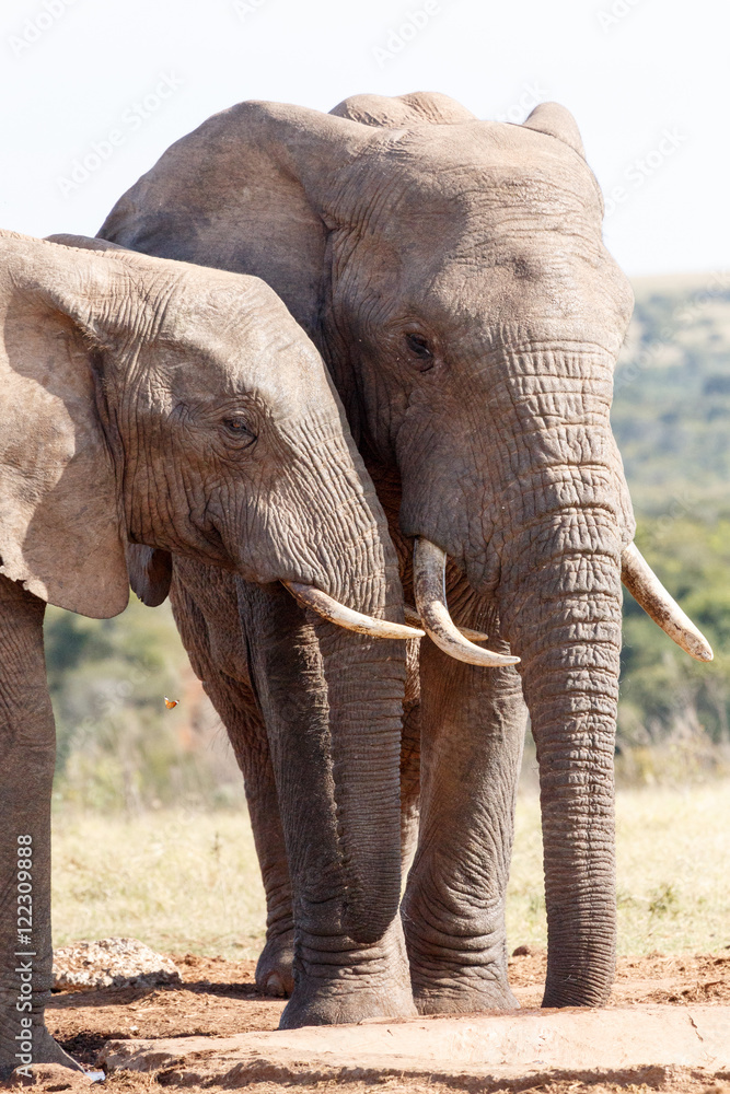 Obraz premium Together Forever - African Bush Elephant