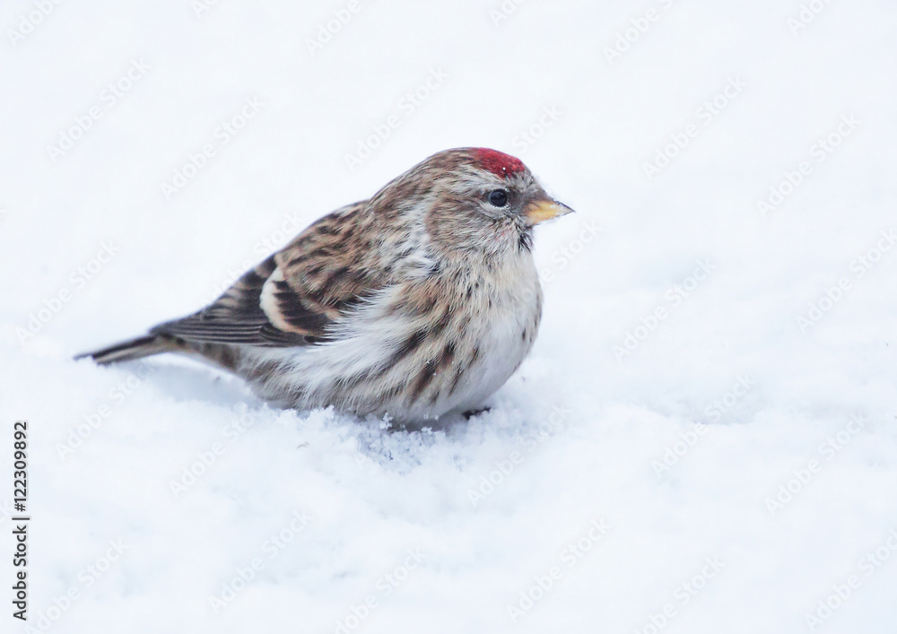Common redpoll Common redpoll
