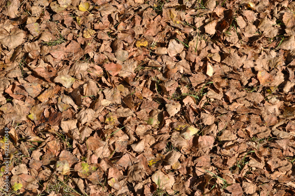 Fallen leaves. Texture, background.
Fallen birch leaves lie on the ground evenly. Fallen leaves. Texture, background.
Fallen birch leaves lie on the ground evenly.