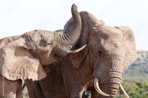 Cute - African Bush Elephant