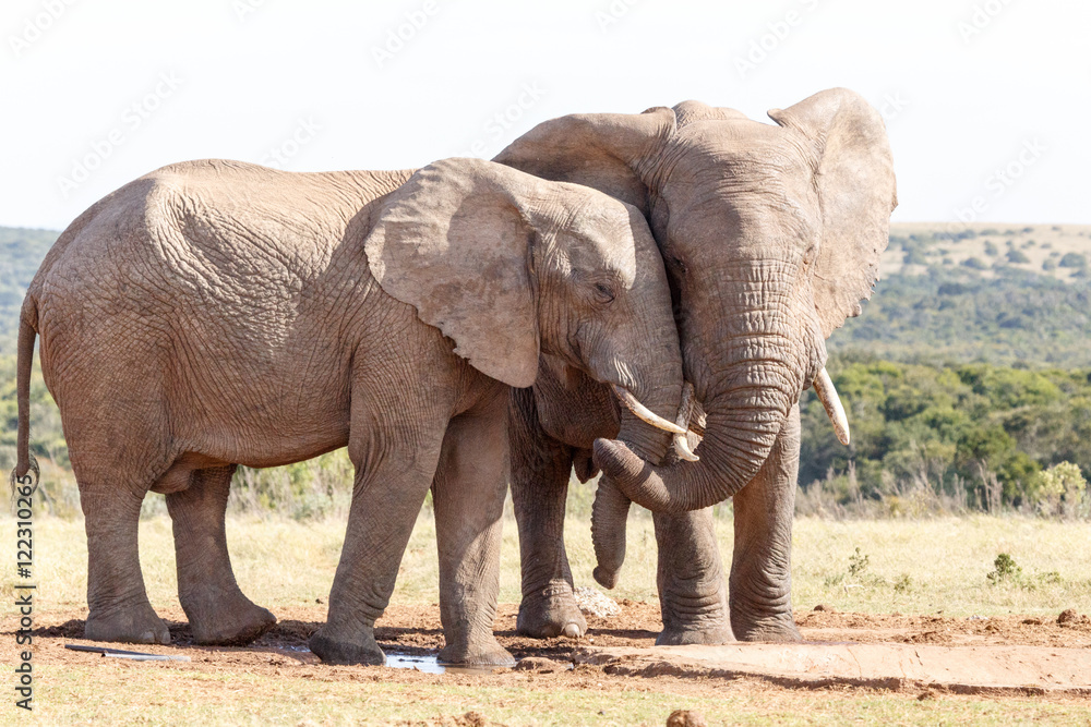 Obraz premium Love is in the air - African Bush Elephant