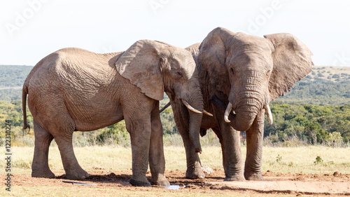 By My Side - African Bush Elephant