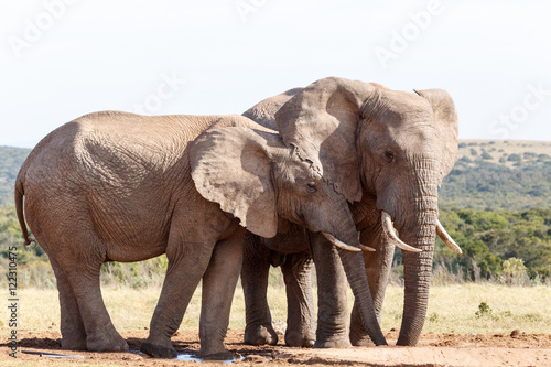 I ear you still - African Bush Elephant