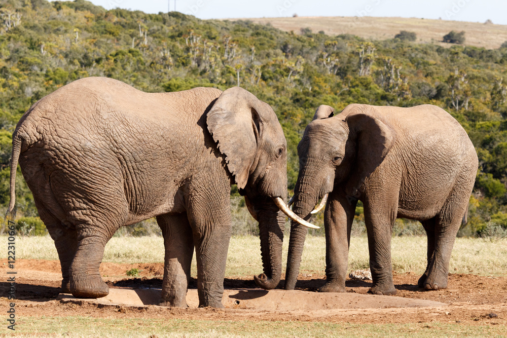 Fototapeta premium No Water - African Bush Elephant