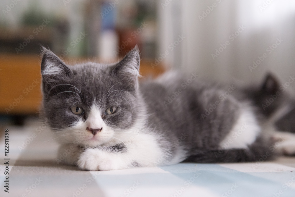 Fototapeta premium British Shorthair, kitten, shot indoors