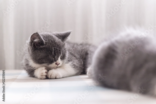 Fototapeta Naklejka Na Ścianę i Meble -  British Shorthair, kitten, shot indoors