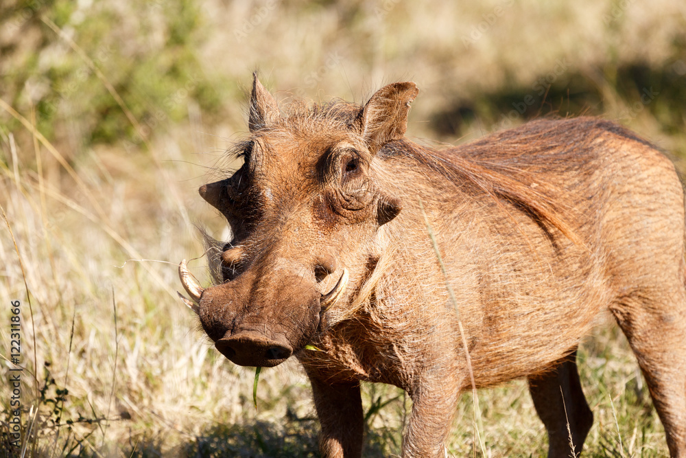 I see you Again - Phacochoerus africanus The common warthog I see you Again - Phacochoerus africanus The common warthog