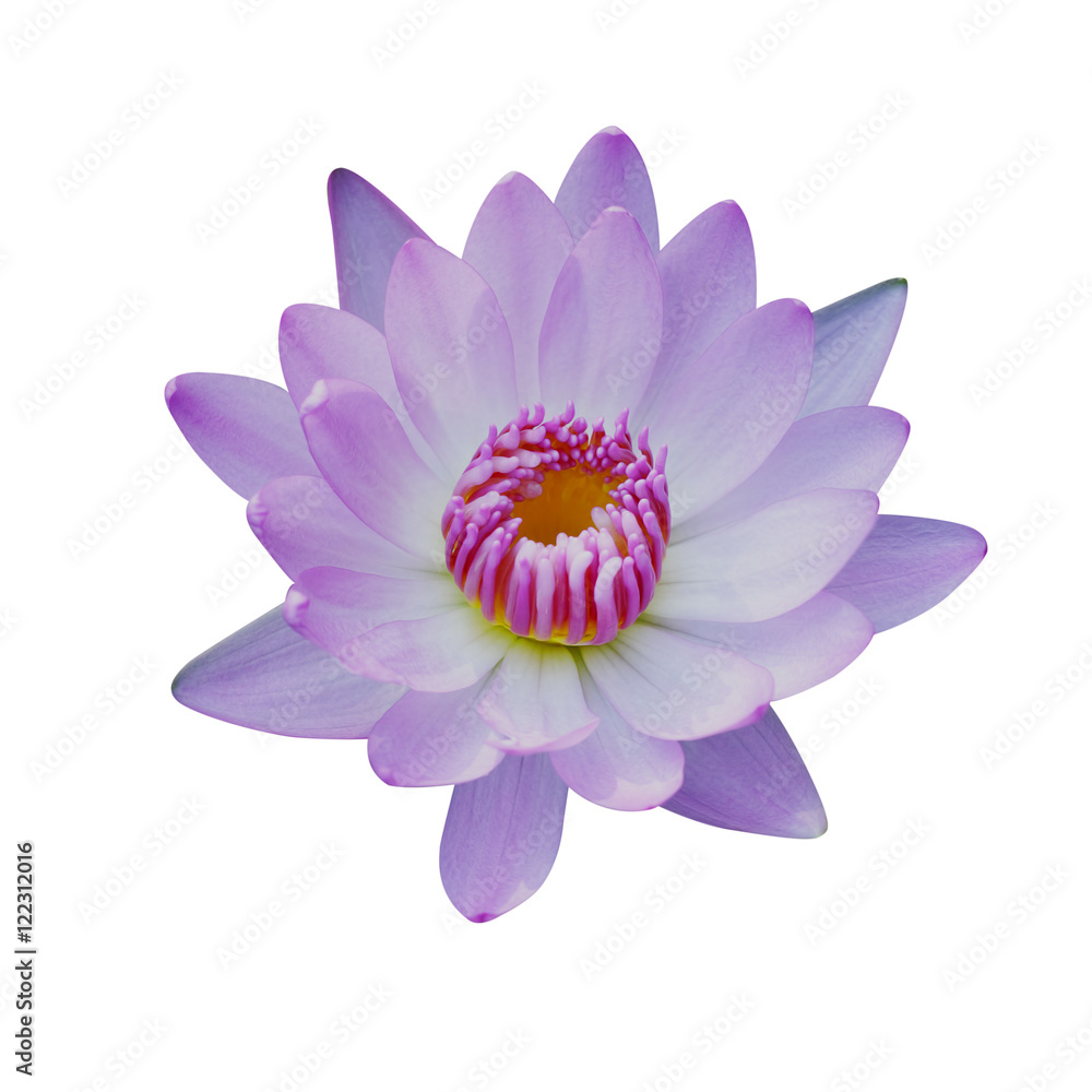 Obraz premium Lotus flower