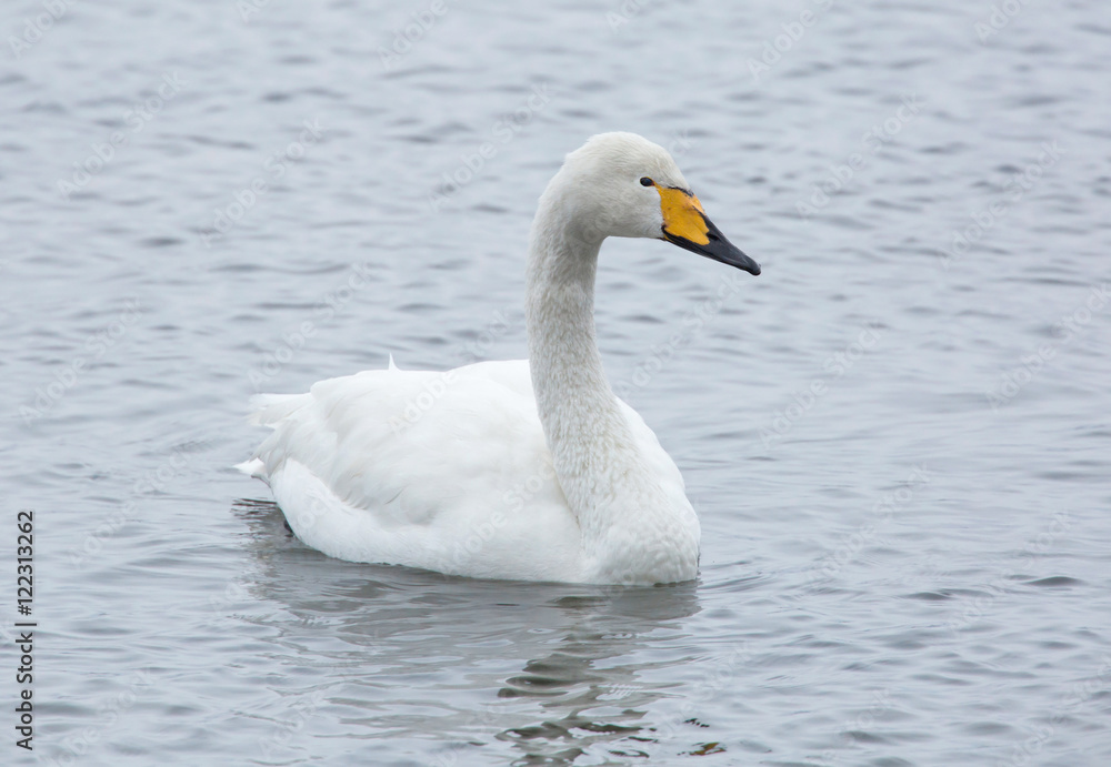 Fototapeta premium Whooper swan