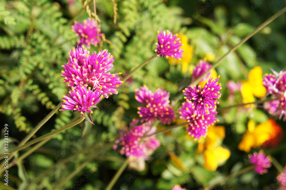Red clover flowers