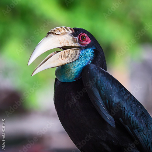 Wreathed Hornbill