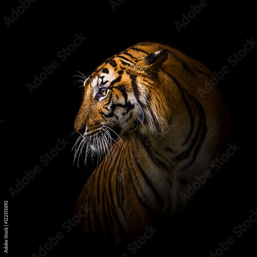 Canvas Print Tigers