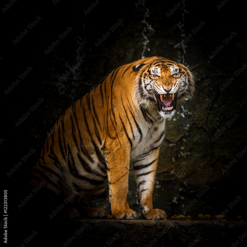 Fototapeta premium Tiger