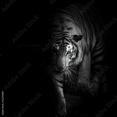 Tigers © ake
