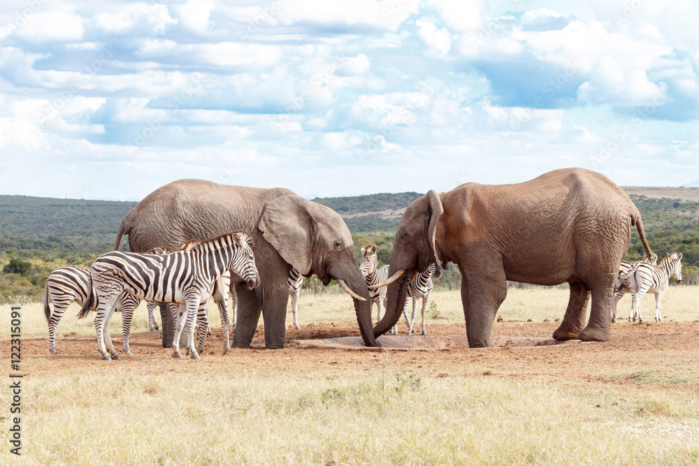 Fototapeta premium We were here first - African Bush Elephant