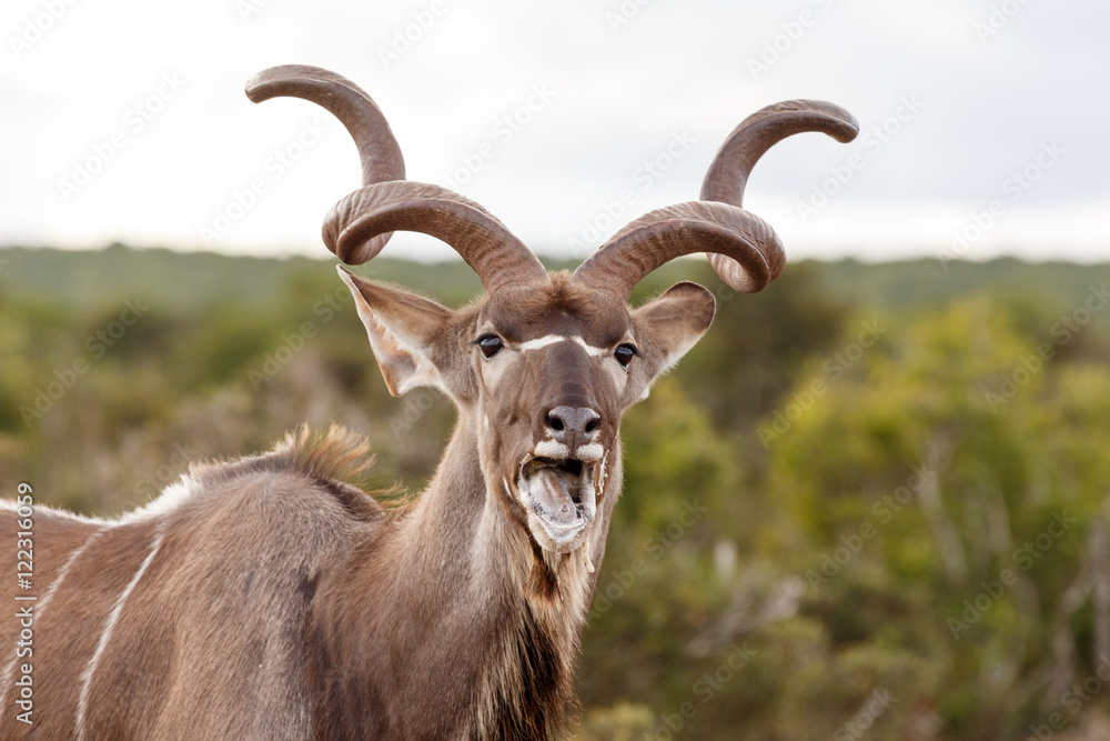 Bad grass - Greater Kudu - Tragelaphus strepsiceros