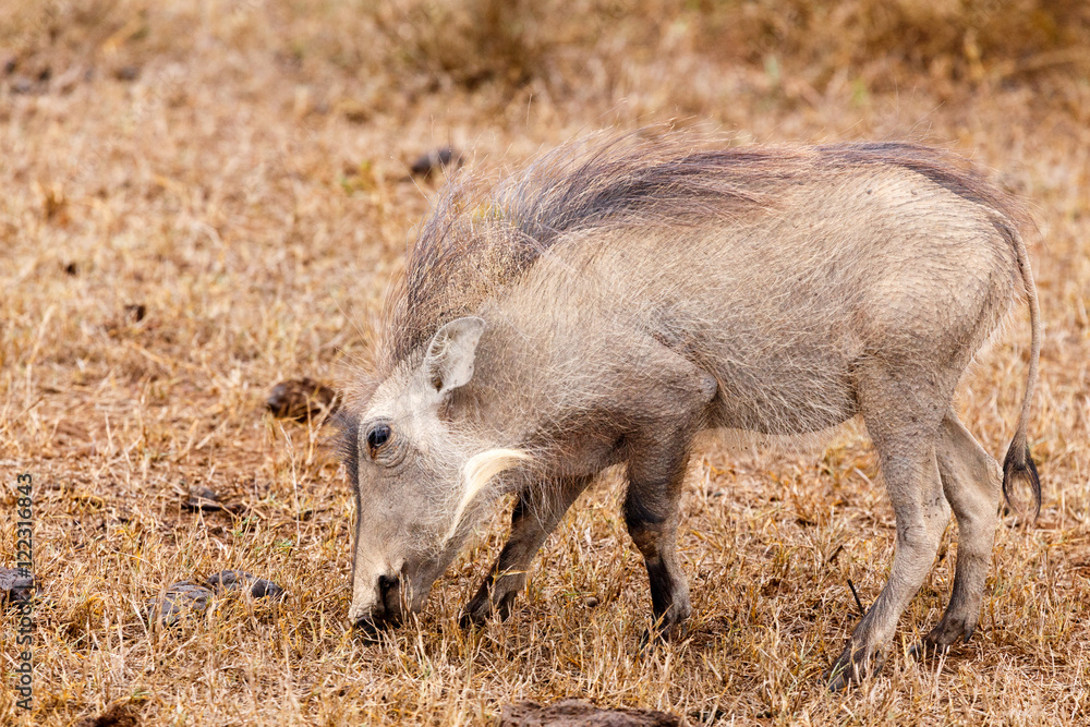 Just eating grass - Phacochoerus africanus The common warthog Just eating grass - Phacochoerus africanus The common warthog