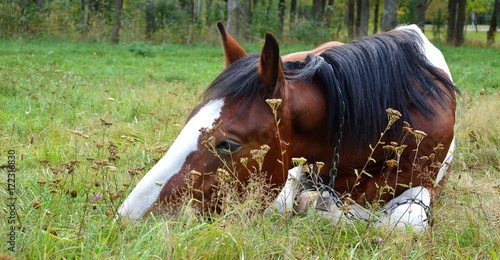 horse on nature photo