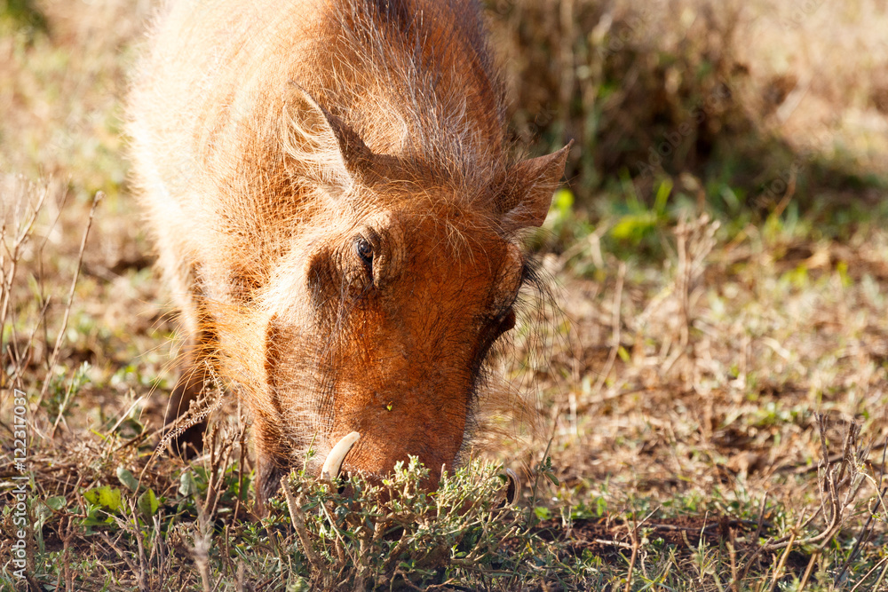 Face in the ground - Phacochoerus africanus  The common warthog