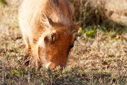 Face in the ground - Phacochoerus africanus The common warthog