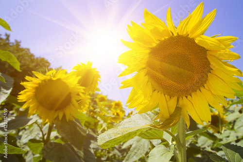 field of blooming sunflowers on a background of blue sky. summer