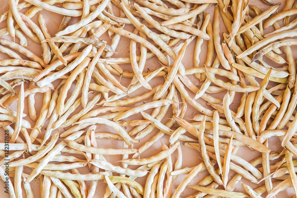 Drying white beans harvest in pod. Background.