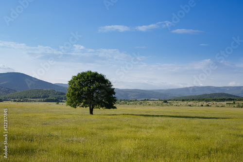 Alone tree in grass field