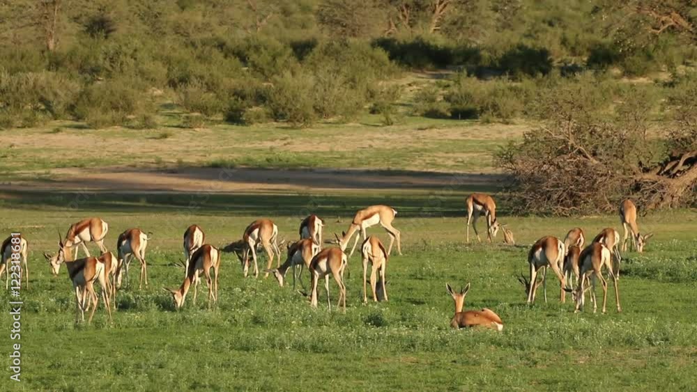 Herd of springbok antelopes (Antidorcas marsupialis) feeding, Kalahari, South Africa Herd of springbok antelopes (Antidorcas marsupialis) feeding, Kalahari, South Africa