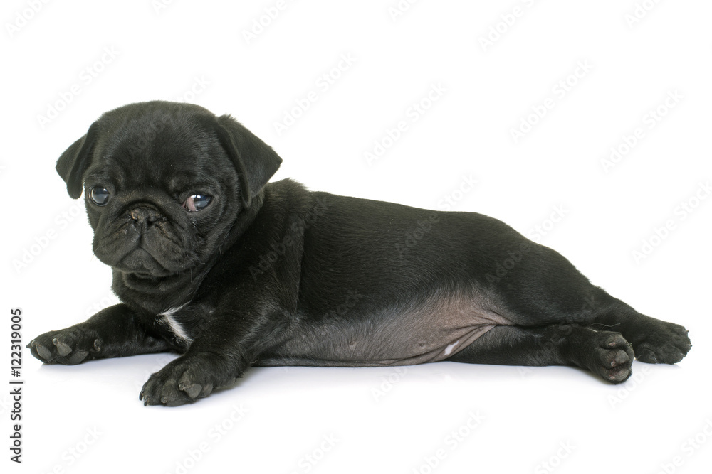 Obraz premium puppy black pug