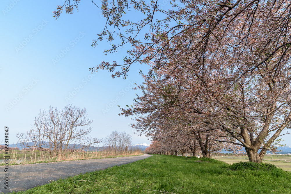 Path way and Cherry blossoms tree