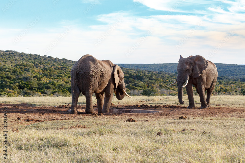 My drinking space - African Bush Elephant My drinking space - African Bush Elephant