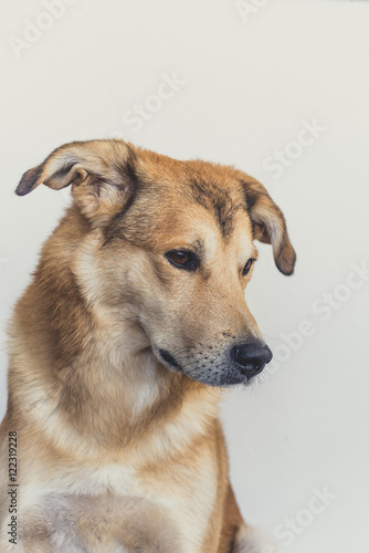 Yellow dog portrait on a white background