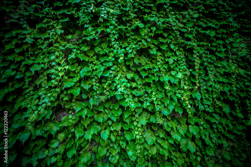 Dark ivy vine leaves on wall.