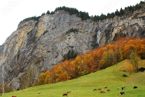 Peaceful Swiss landscape with cliff, cows, maple trees. autumn colors, Fall foliage