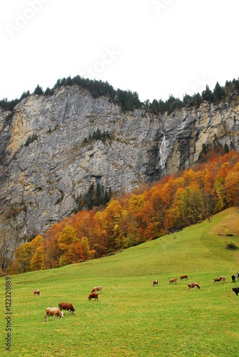Peaceful Swiss landscape with cliff, cows, maple trees. autumn colors, Fall foliage