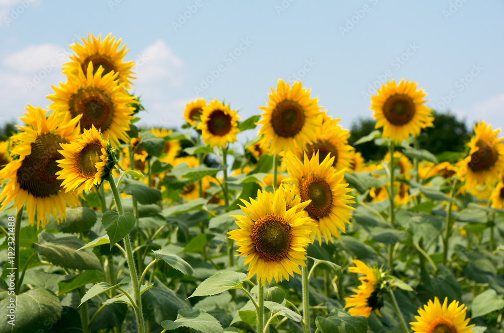 Field with sunflowers.