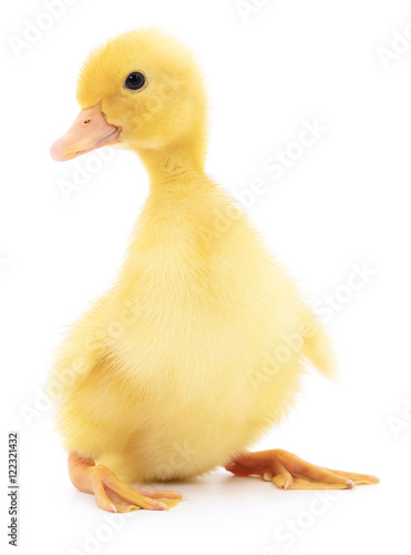 One yellow duckling.