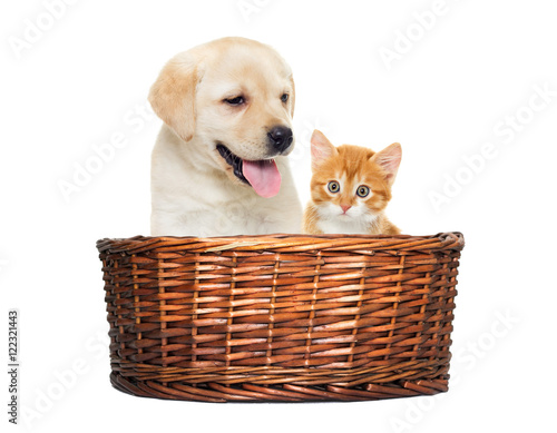 labrador puppy and kitten in a basket