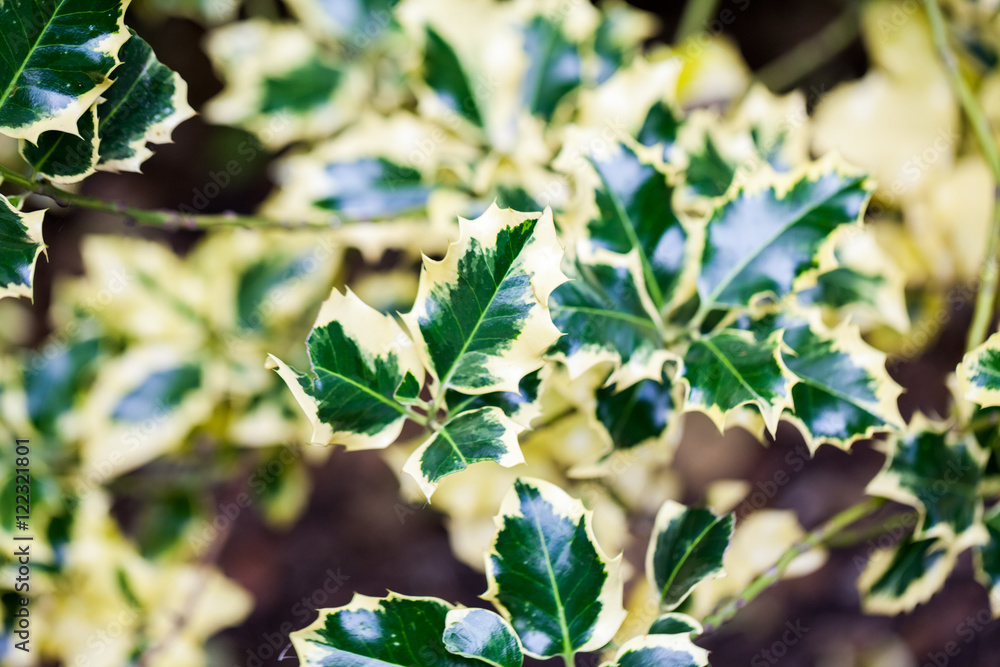 Obraz premium Ilex aquifolium (Golden queen holly) - tree and details