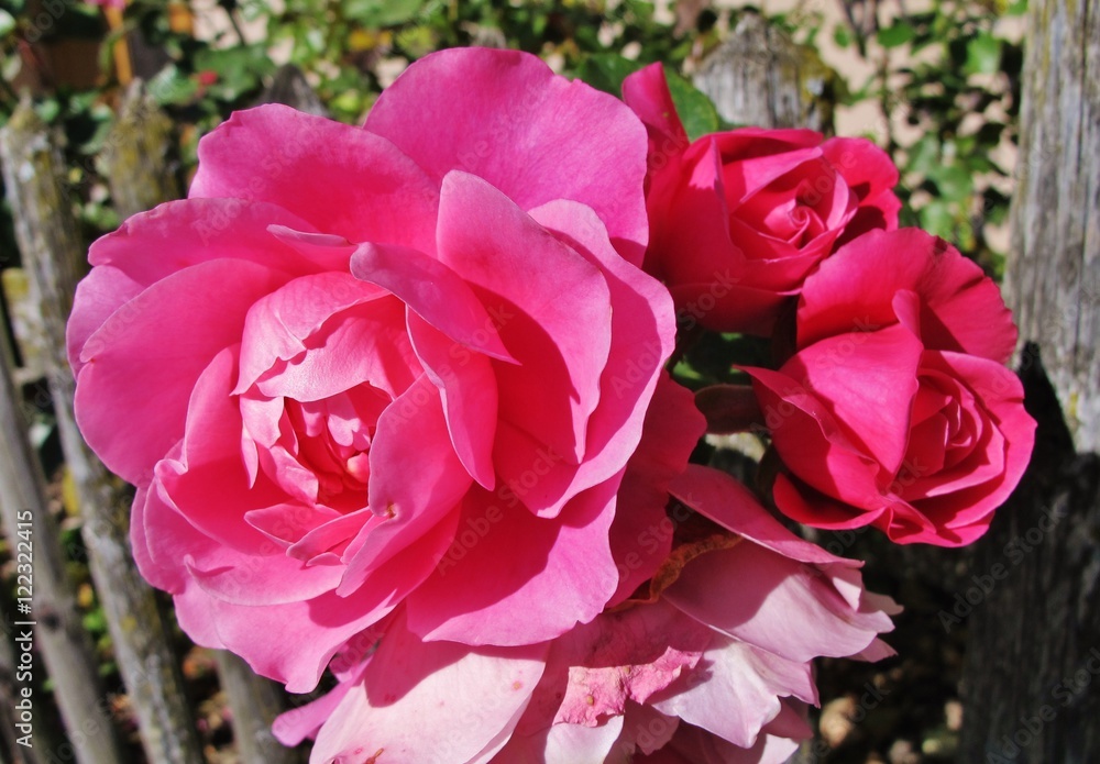 Fototapeta premium Rose am Gartenzaun