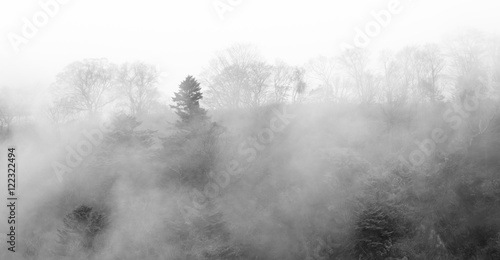 foggy dark forest background