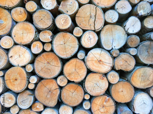 Round wood logs The section of the circular timber