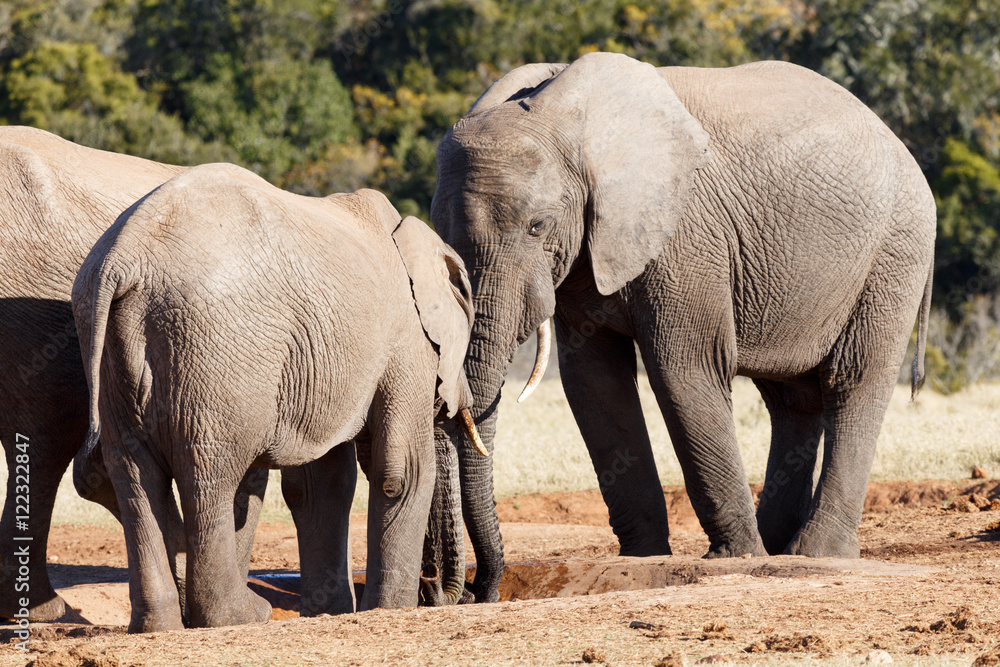 African Bush Elephant