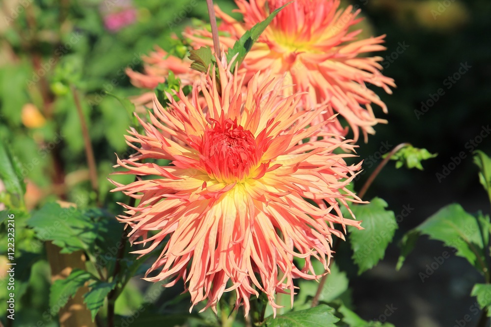 flower flower